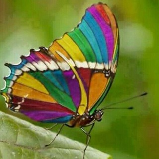 Telegram Group Picture