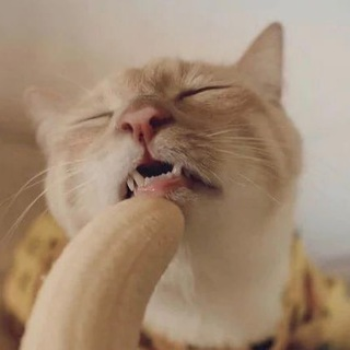 Telegram Group Picture