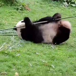 Telegram Group Picture