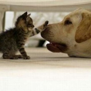 Telegram Group Picture