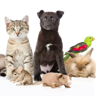 Telegram Group Picture