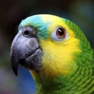 Telegram Group Picture